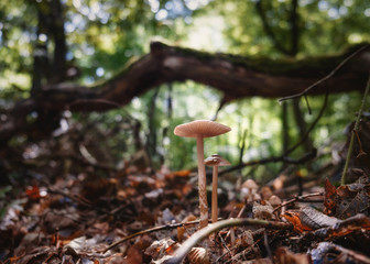 Pilze im Wald