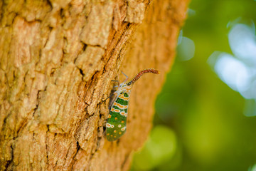 ant on a leaf