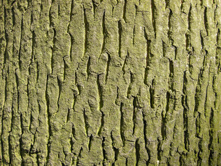 bark of a tree covered with small greens