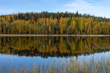 Fototapeta na wymiar Lake with calm water and reflection of a autumn colored forest, picture from Northern Sweden.
