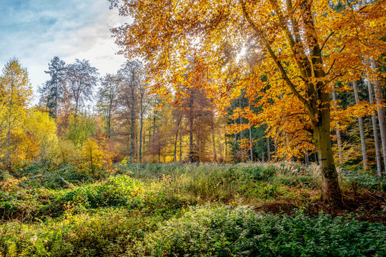 Herbst im Kottenforst bei Bonn - wo Windbruchfl&auml;chen bevorzugt mit Laubb&auml;umen wie Eiche und Hainbuche aufgeforstet werden