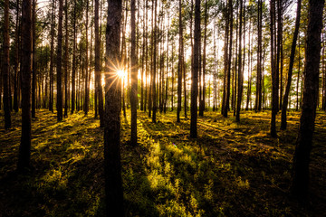 Zachód słońca w lesie