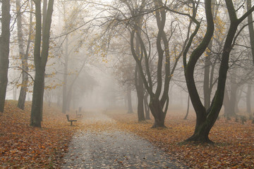 melancholic photo of the park on foggy autumn day