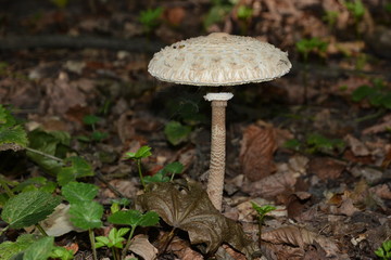 Mushroom in the autumn forest.