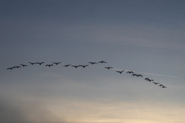 Silhouette geese in a line.