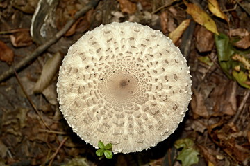 Mushroom in the autumn forest.