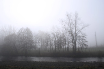 trees on the river bank in the fog in autumn