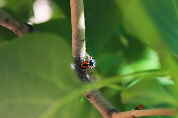 The little spider sits on a twig