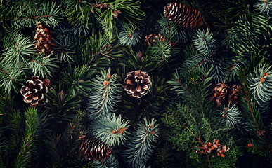 Holiday background of Christmas tree branches, spruce, juniper, fir, larch, pine cones with light....