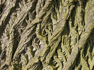 the bark of the tree with a large structure covered with small greens