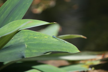 fotos de insectos varios 