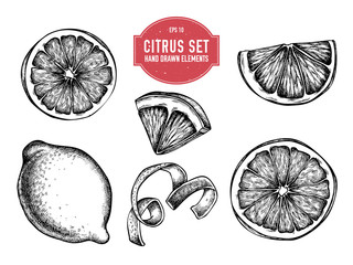 Vector collection of hand drawn citrus