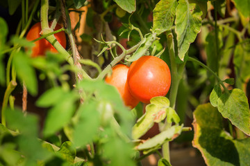tomato growing on tree