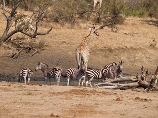 safari animaux sauvage girafes zèbres