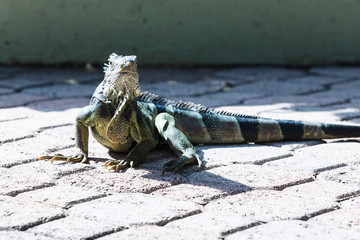 Iguana in Aruba