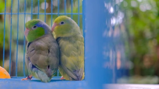 Two forpus inside cage with nature background