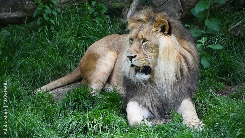 Wall mural Close up portrait of male lion breathing