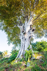 Fototapeta na wymiar Eucalyptus tree on a sunny day in Batumi botanical garden