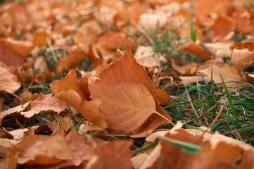 yellow dry leaves on the grass