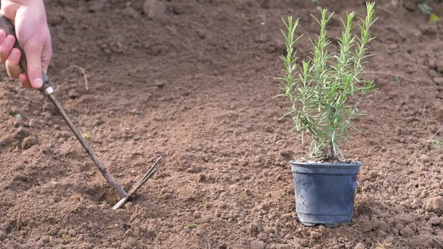 cultivating a rosemary plant