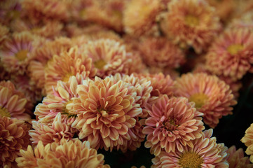 background with blooming chrysanthemums