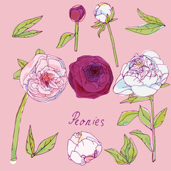 Leaves, stems and inflorescences of peonies vector illustration. Picture with pink, purple and white flowers.