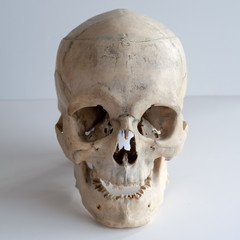 Anatomical real human skull, closeup.