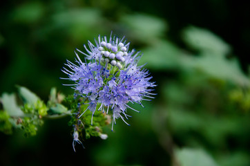 blue flower