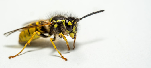 Close up of a wasp isolated on a white background with copy space
