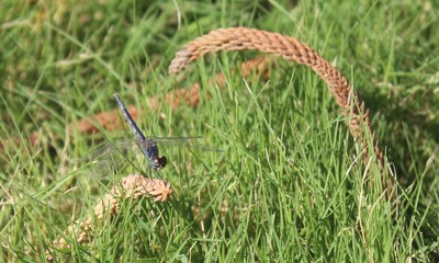 Close up of a wasp humping over grass n morning in Alexandria in Egypt