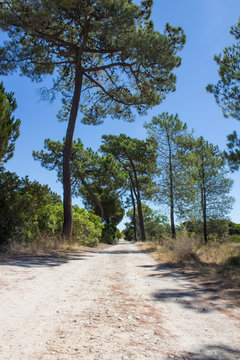 Pinus pinaster (Pinheiro bravo) in National Park Ria Formosa in Algarve, Portugal