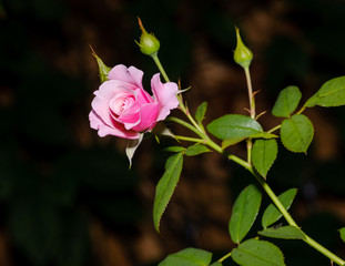 Pink Rose