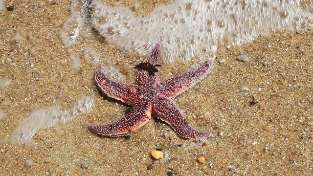 ETOILE DE MER