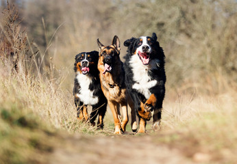 group of dogs running the field