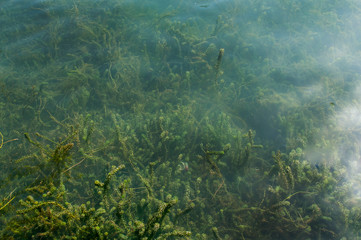 Background of algae under water in a small pond