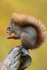 Cute Squirrel in autumn colors