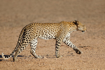 Leopard (Panthera pardus) walking, Kalahari desert, South Africa.