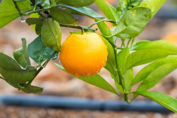 Frutal de naranja