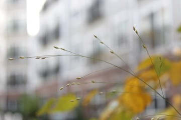 Delicate Plant in Autumn