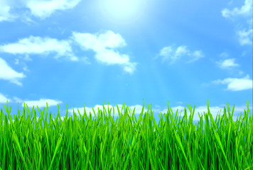 Blades of young sprouts of grass on sky background with clouds.