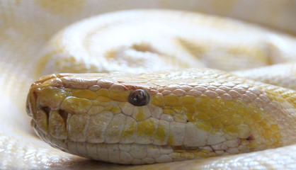 closeup of a snake