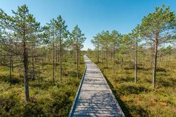 path in the estonian moor