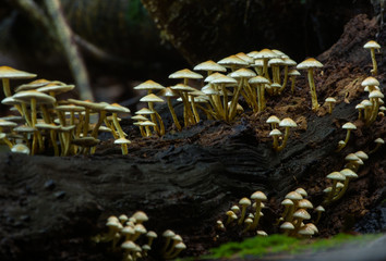 Fototapeta na wymiar Árvore com cogumelos