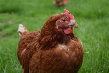 braunes Huhn