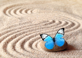 Fototapeta na wymiar A blue vivid butterfly on a zen stone with circle patterns in the grain sand.