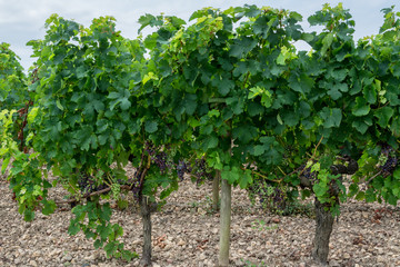 Fototapeta na wymiar Bordeaux grape vine