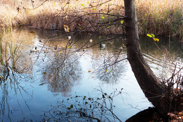 tree in the water