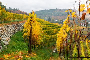 Leaves of grape vine turn yellow. Colourful vineyards, houses, and trees with fantastic fall foliage. Picturesque autumnal view on Novacella, Varna in South Tyrol. Mountain scenery in Northern Italy.