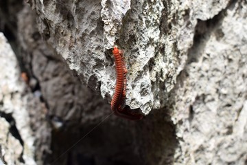 Tausendf&uuml;&szlig;ler