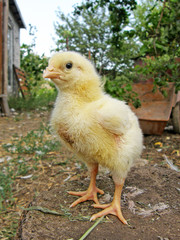 little chicken
